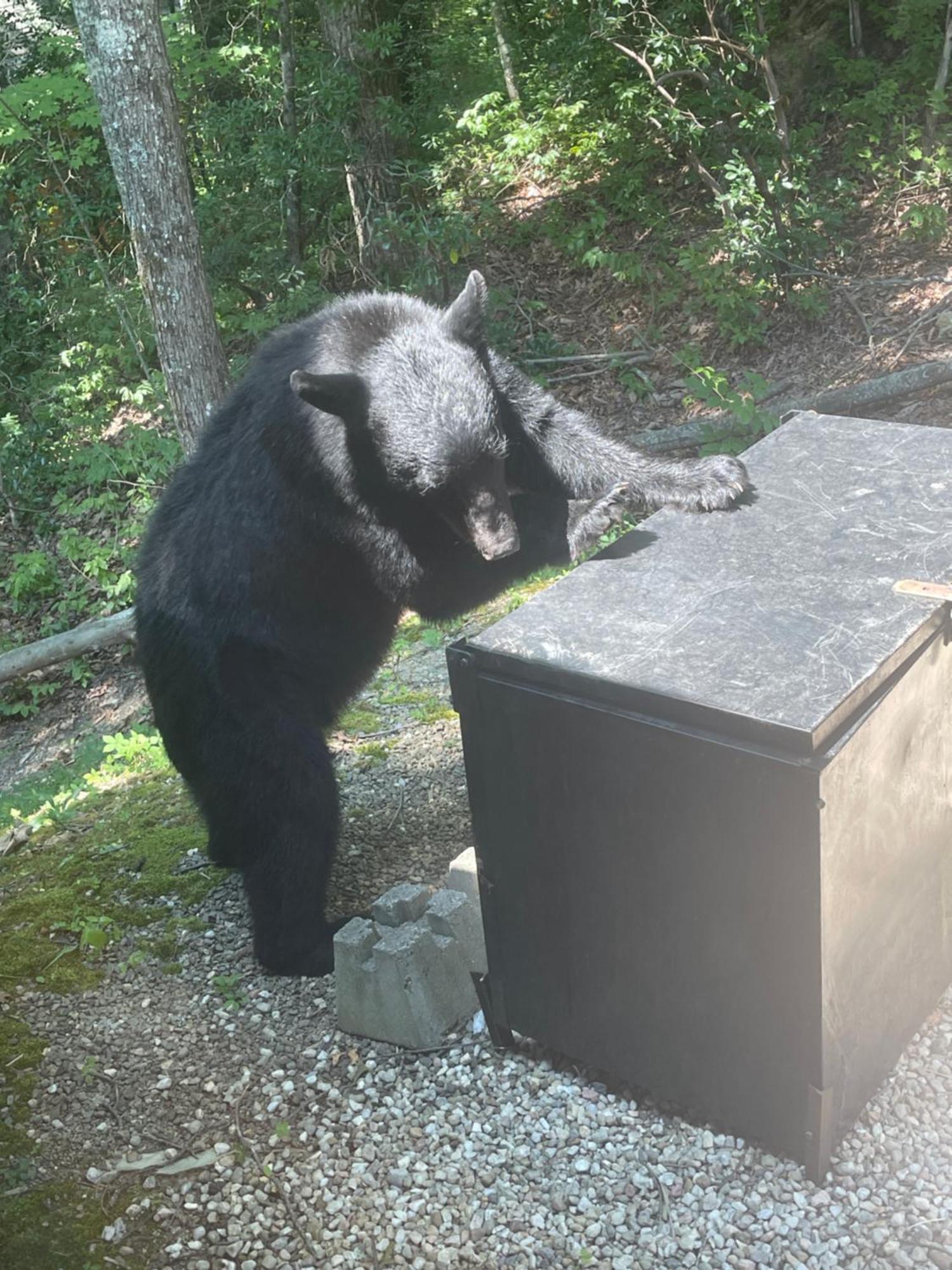 Villa Bears Among Us Gatlinburg Exterior foto