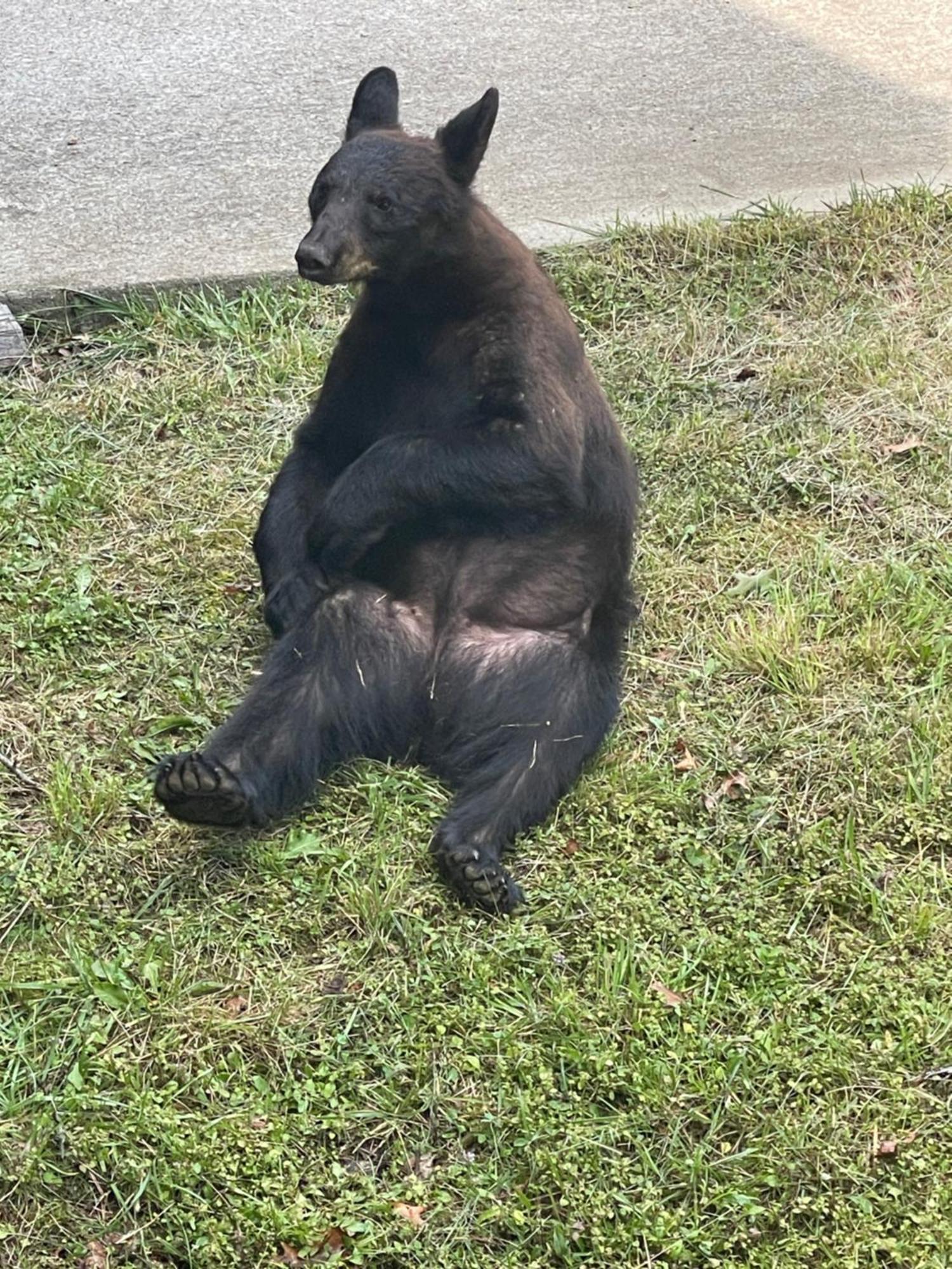 Villa Bears Among Us Gatlinburg Exterior foto